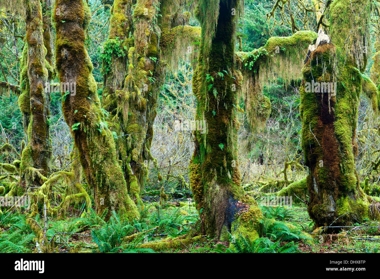 Felci e muschi alberi coperti nel Hoh Rain Forest, il Parco Nazionale di Olympic, Washington, Stati Uniti d'America. Foto Stock