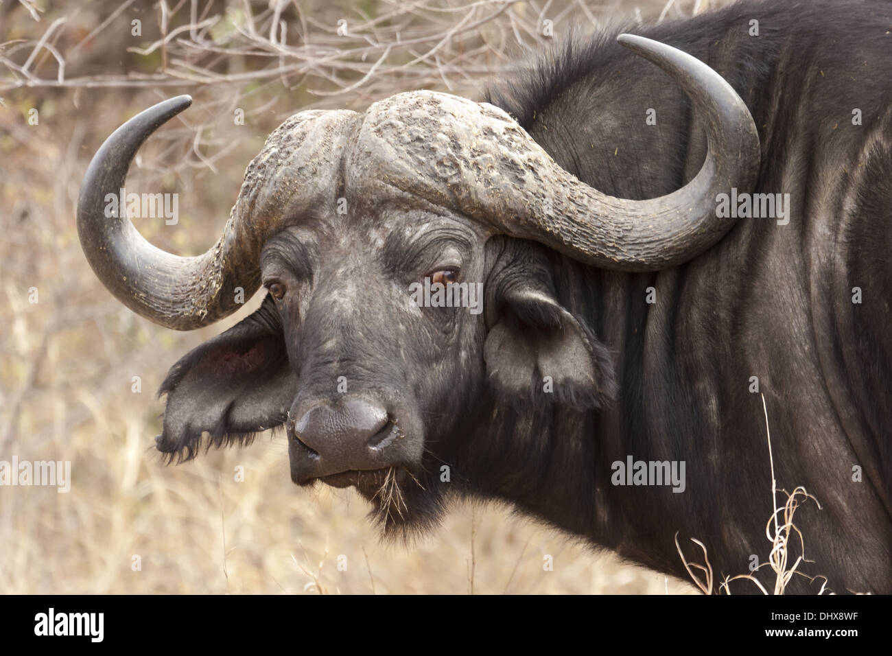 African buffalo (Syncerus caffer) Foto Stock