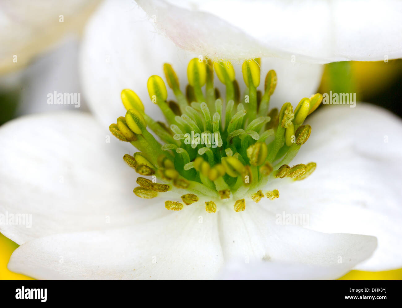 macro fiore Foto Stock