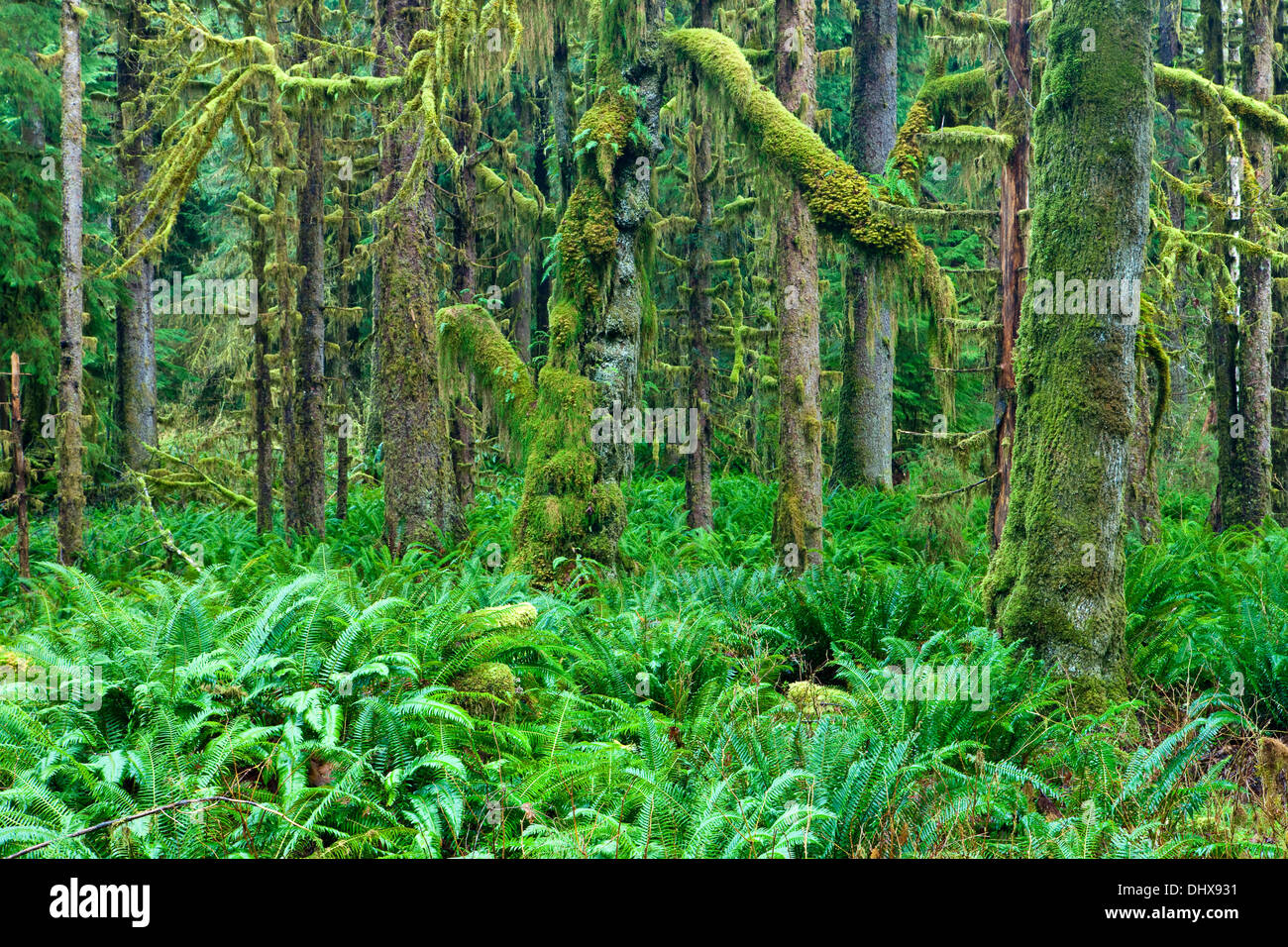 Felci e muschi alberi coperti nel Hoh Rain Forest, il Parco Nazionale di Olympic, Washington, Stati Uniti d'America. Foto Stock