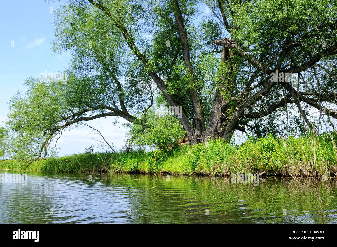 Il vecchio albero di salice sul fiume Spree Germania Foto Stock