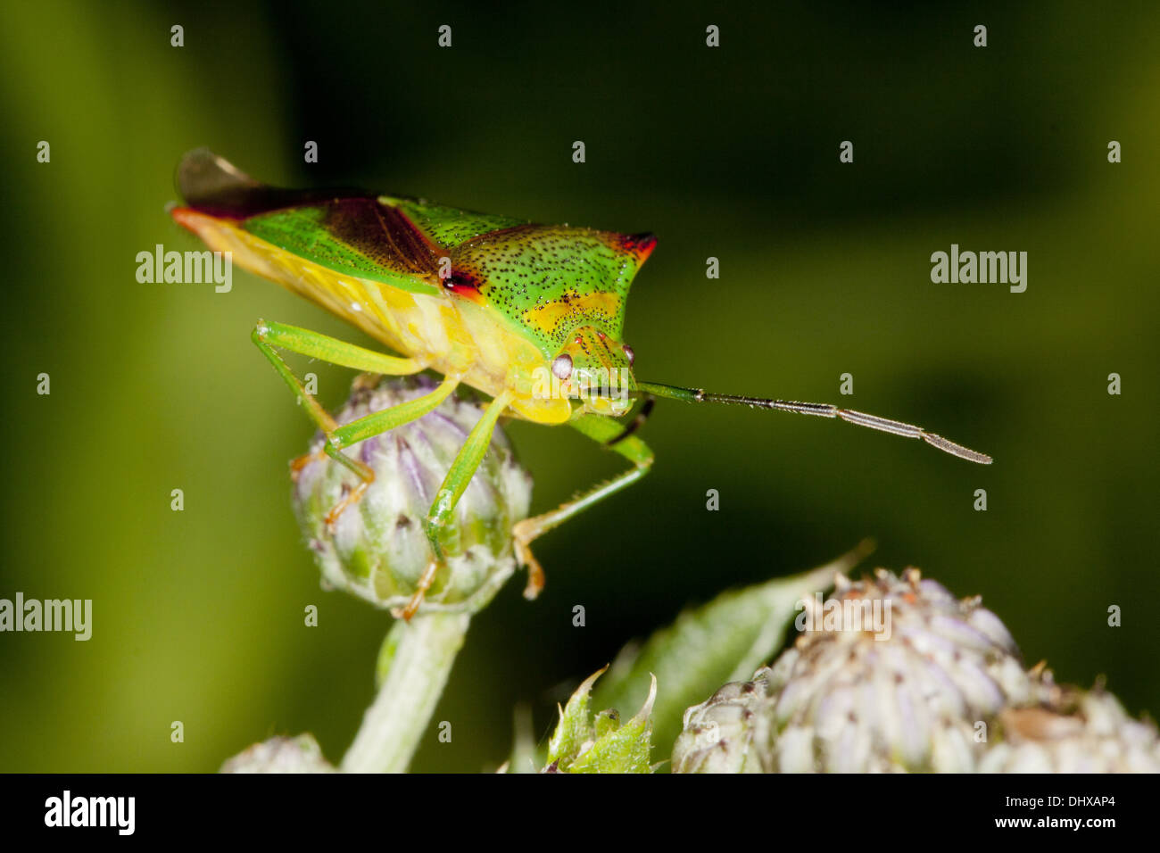 Acanthosoma haemorrhoidale, Biancospino schermatura di bug Foto Stock