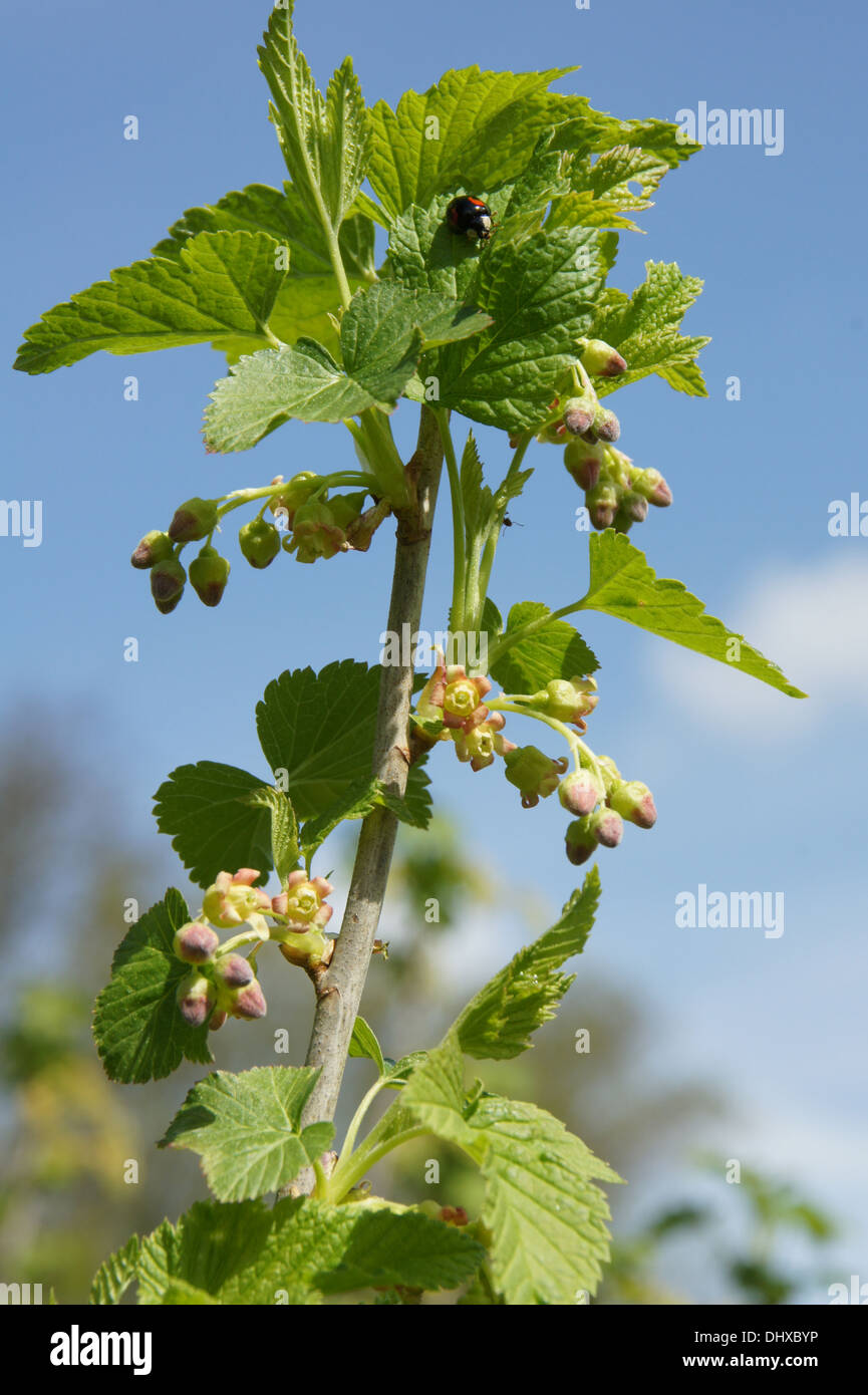 Ribes nero Foto Stock