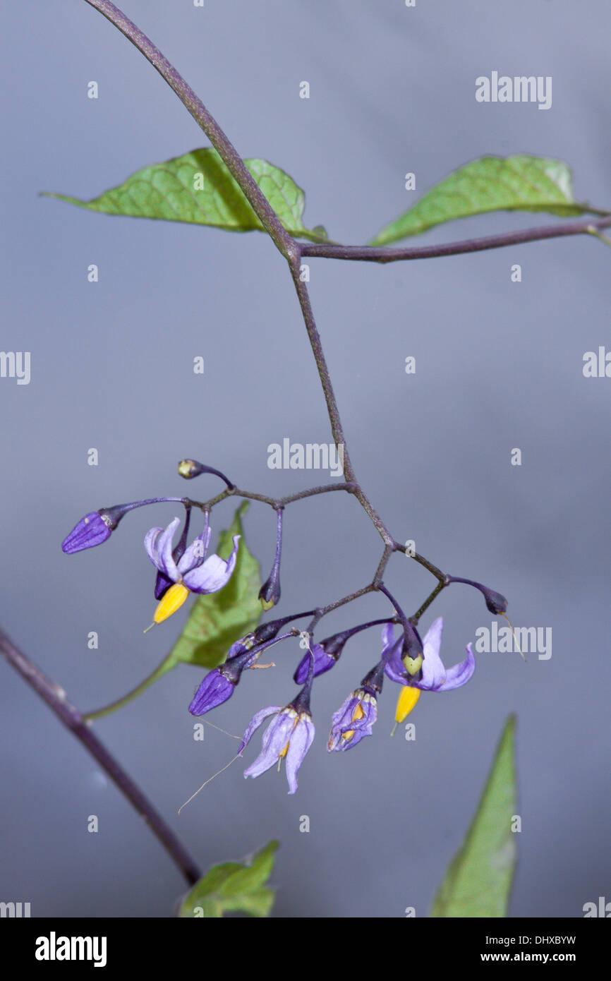Bittersweet Nightshade, Solanum dulcamara Foto Stock