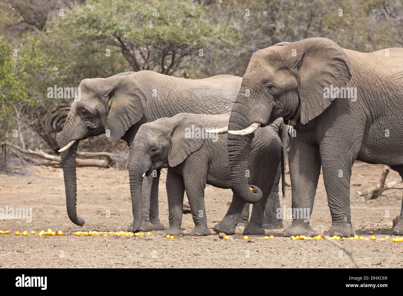 Famiglia di elefante (leale africana) Foto Stock