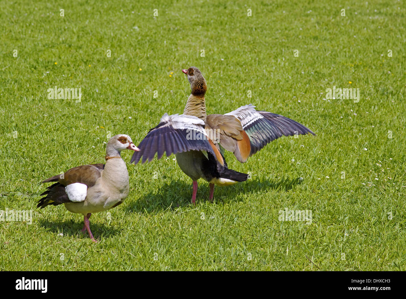 Oche egiziane Foto Stock