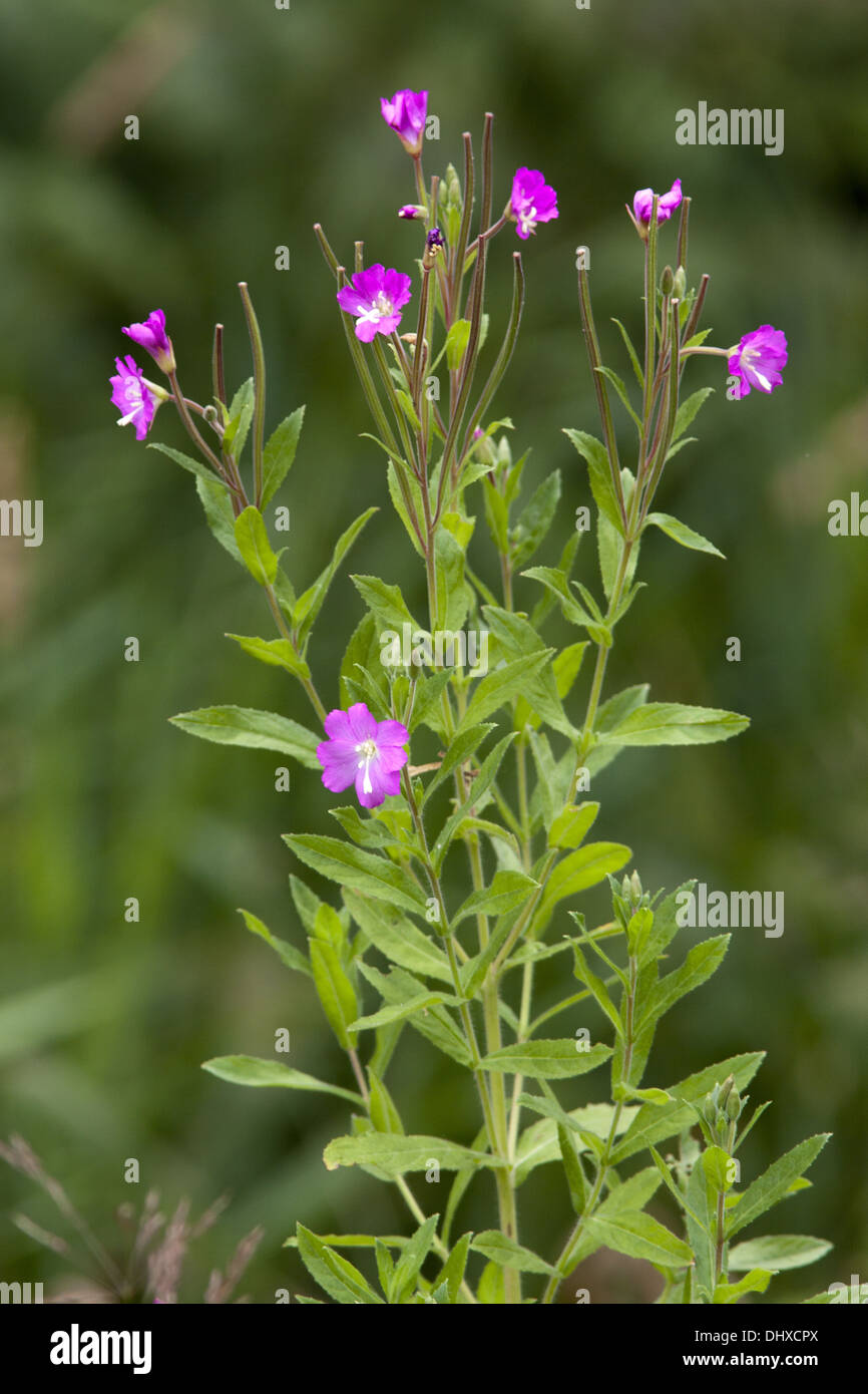 Epilobium hirsutum, grande Hairy Willowherb Foto Stock