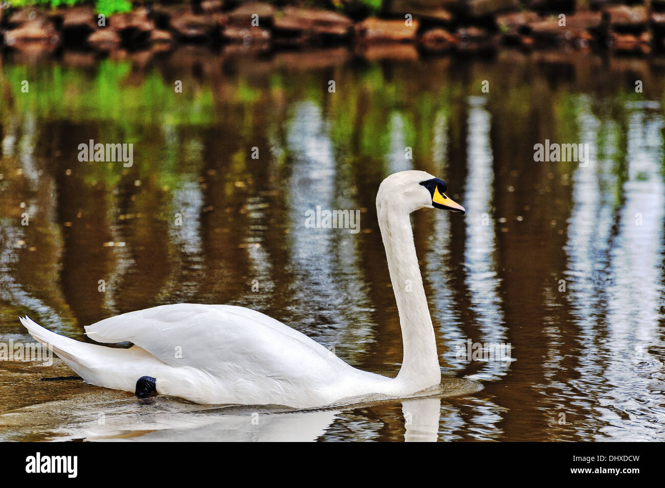 Il White Swan sul fiume Foto Stock