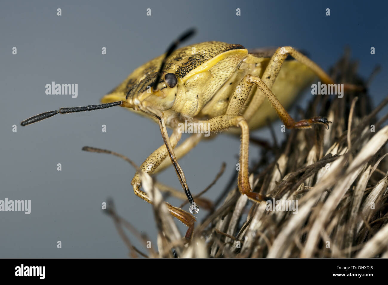 Carpocoris fuscispinus, la protezione di specie di bug Foto Stock