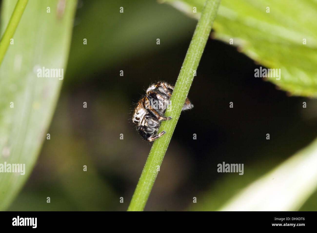 Evarcha arcuata, Jumping Spider Foto Stock