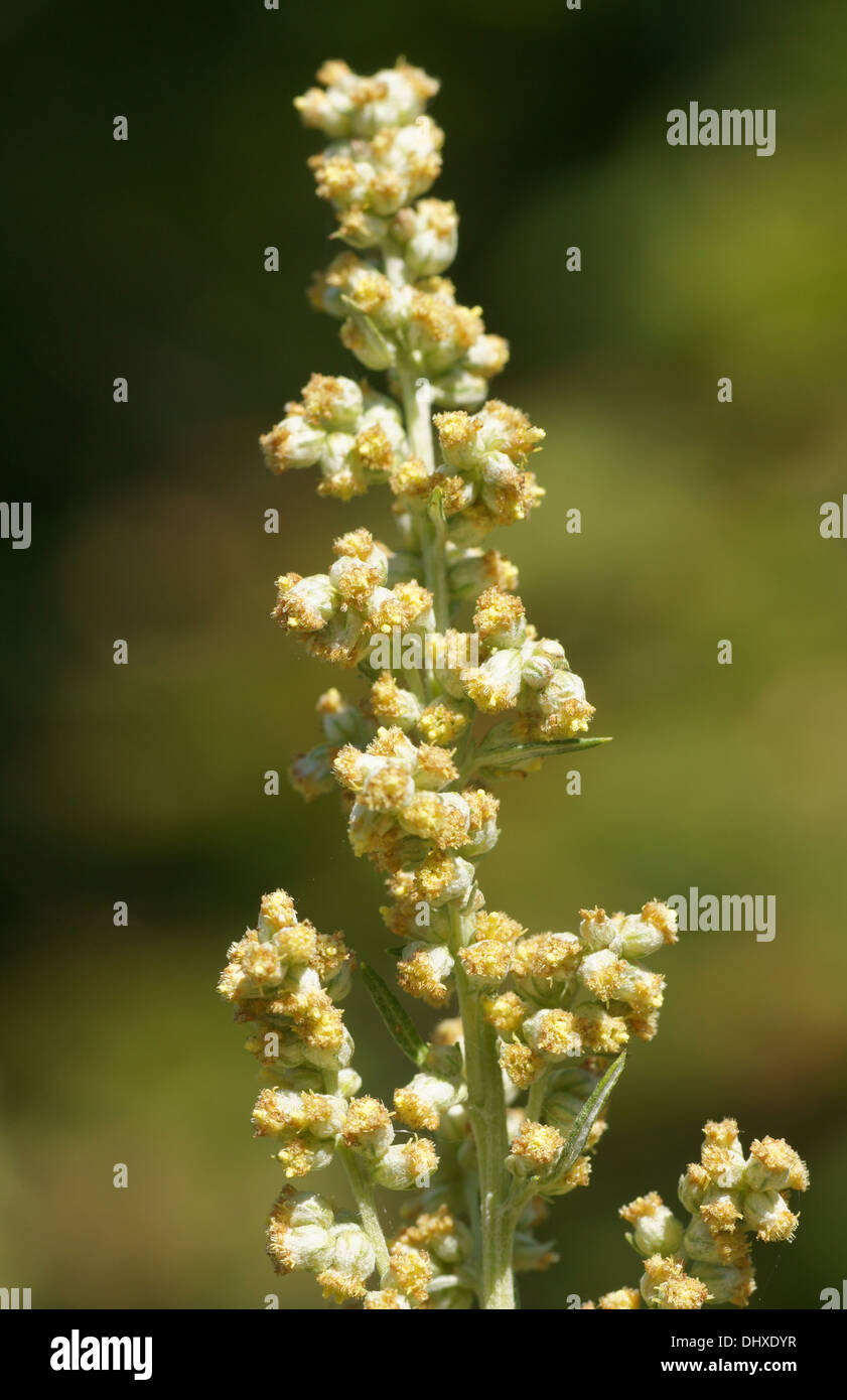 Comune di assenzio Foto Stock