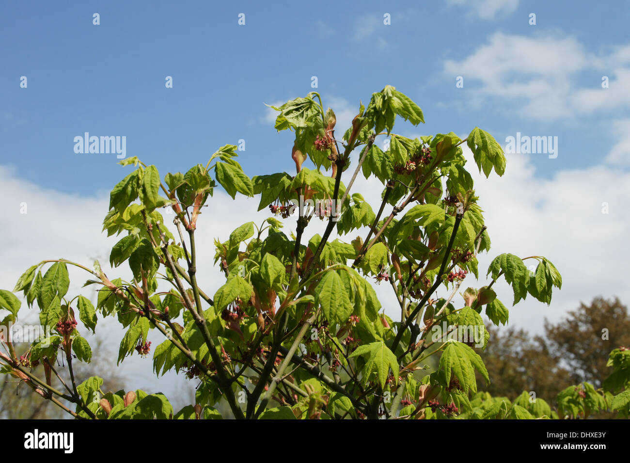 Rocky Mountain maple Foto Stock