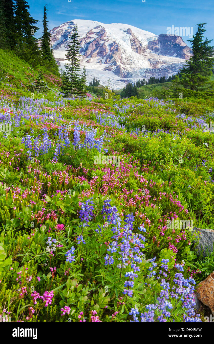 Mount Rainier sopra prati di rosa erica e di lupino in Paradiso, il Parco Nazionale del Monte Rainier, Washington, la cascata di gamma, STATI UNITI D'AMERICA. Foto Stock