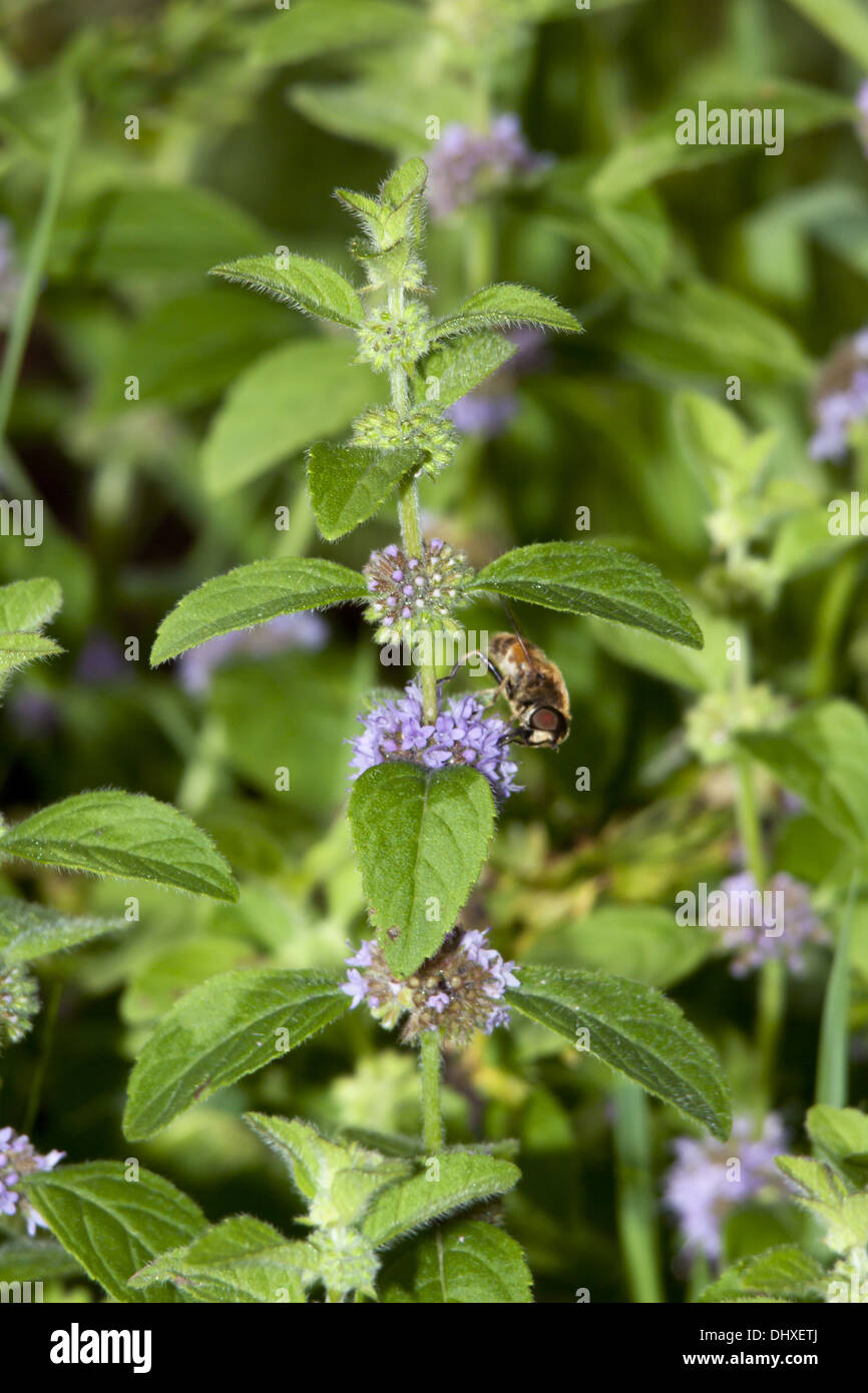 Mentha arvense, campo menta Foto Stock