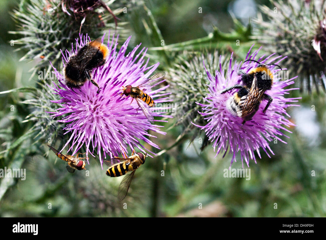 I bombi e vola al passaggio del mouse su cardi. Foto Stock
