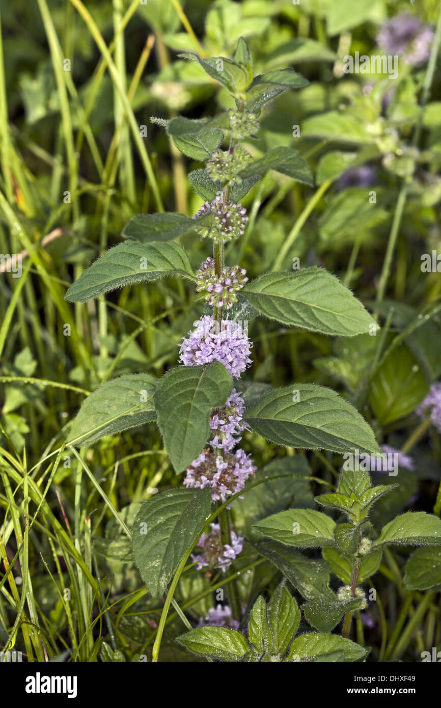 Mentha arvense, campo menta Foto Stock