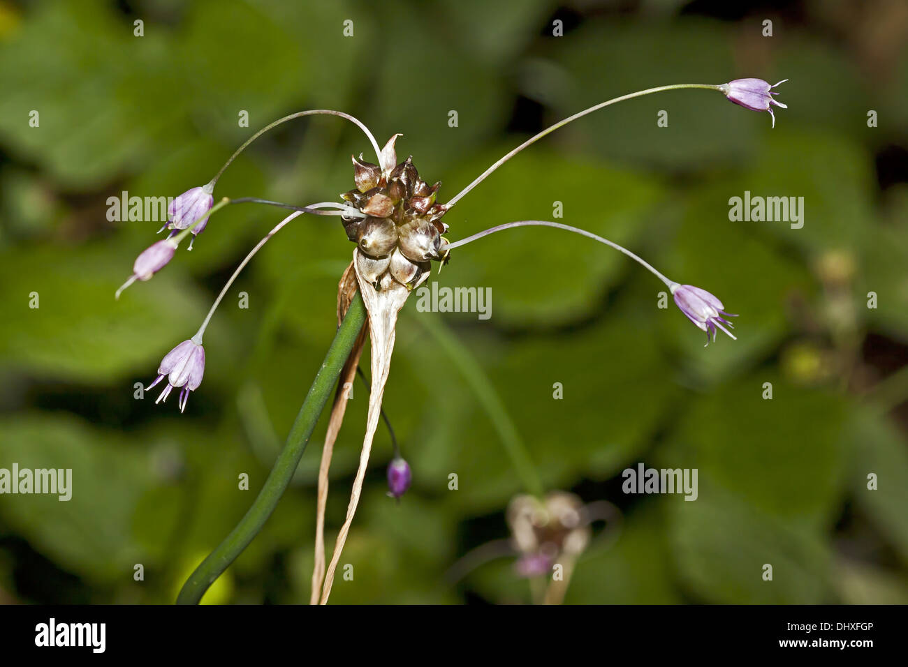 Campo di aglio, Galium oleraceum Foto Stock