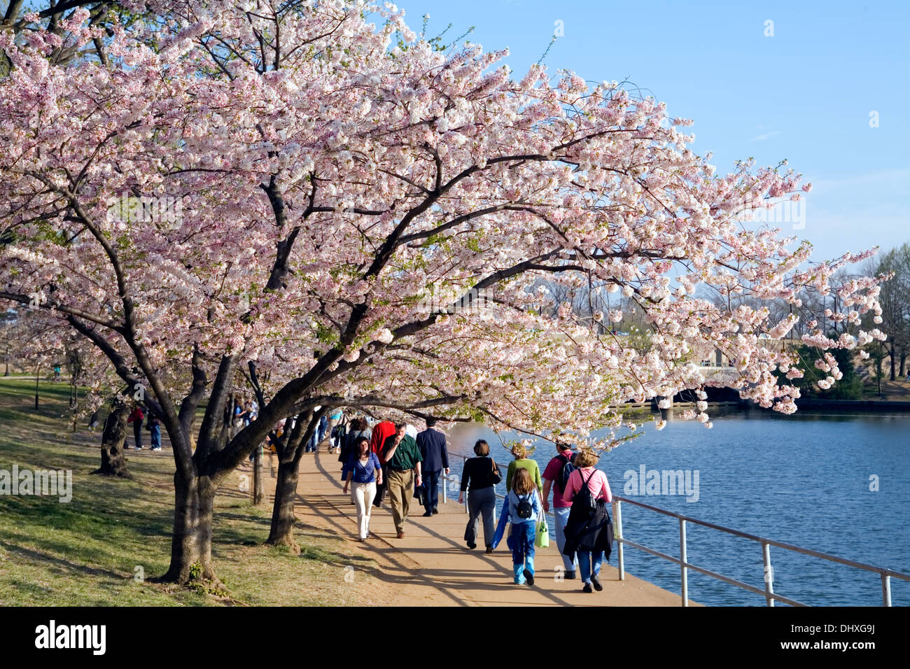 I camminatori e fiori di ciliegio su fiori di ciliegio a piedi, Tidal Basin, Washington DC, Stati Uniti d'America Foto Stock