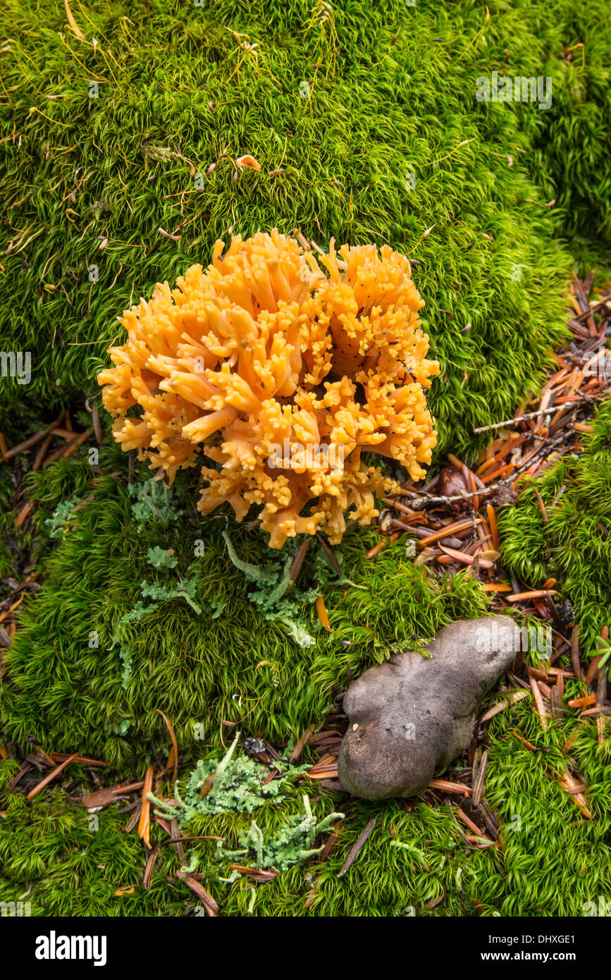 Bear's-dente di testa di fungo o fungo di corallo lungo Diamond Creek Falls Trail, Willamette National Forest, Oregon. Foto Stock
