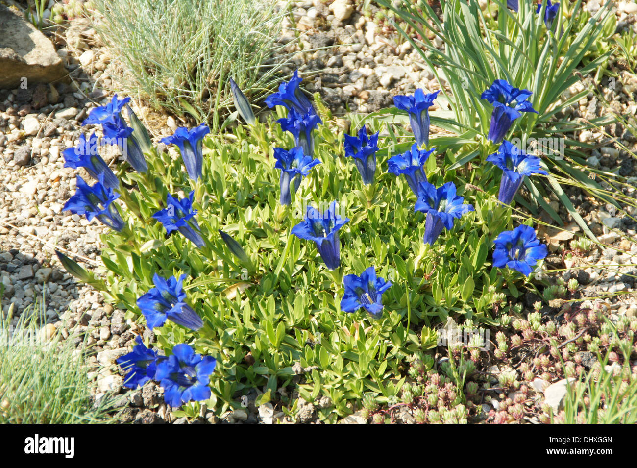 Stemless genziana Foto Stock