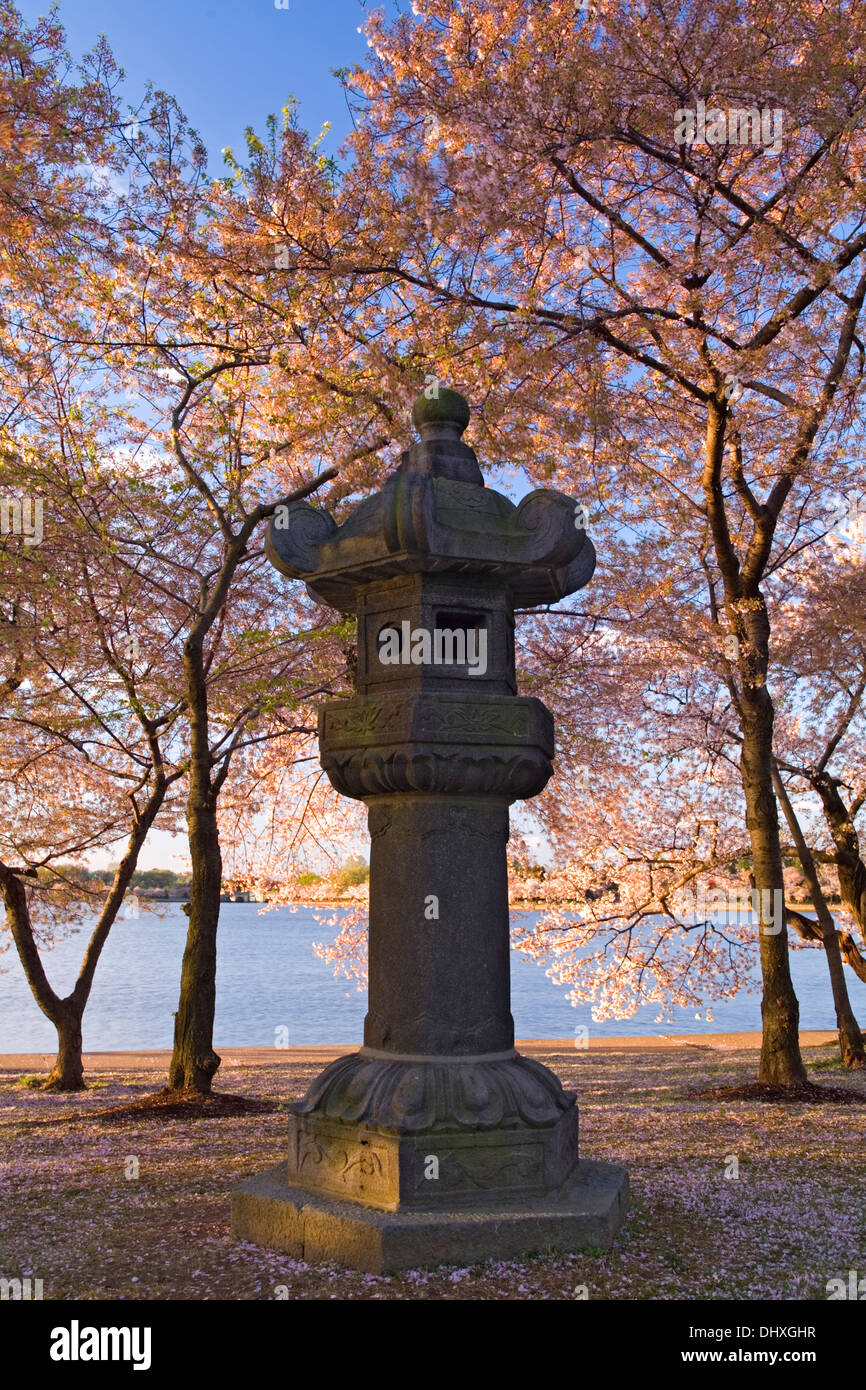 Tempesta giapponese lanterna (ca. 1651, presentato a DC nel 1954), e fiori di ciliegio, Tidal Basin, Washington DC, Stati Uniti d'America Foto Stock
