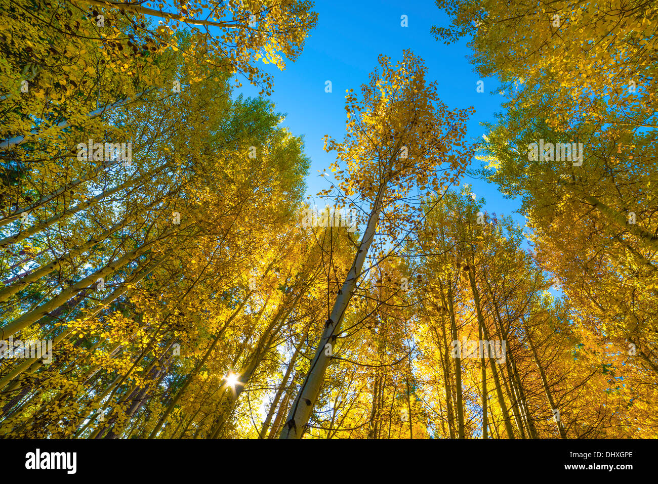 Aspen alberi in autunno a colori Black Butte Ranch, central Oregon. Foto Stock