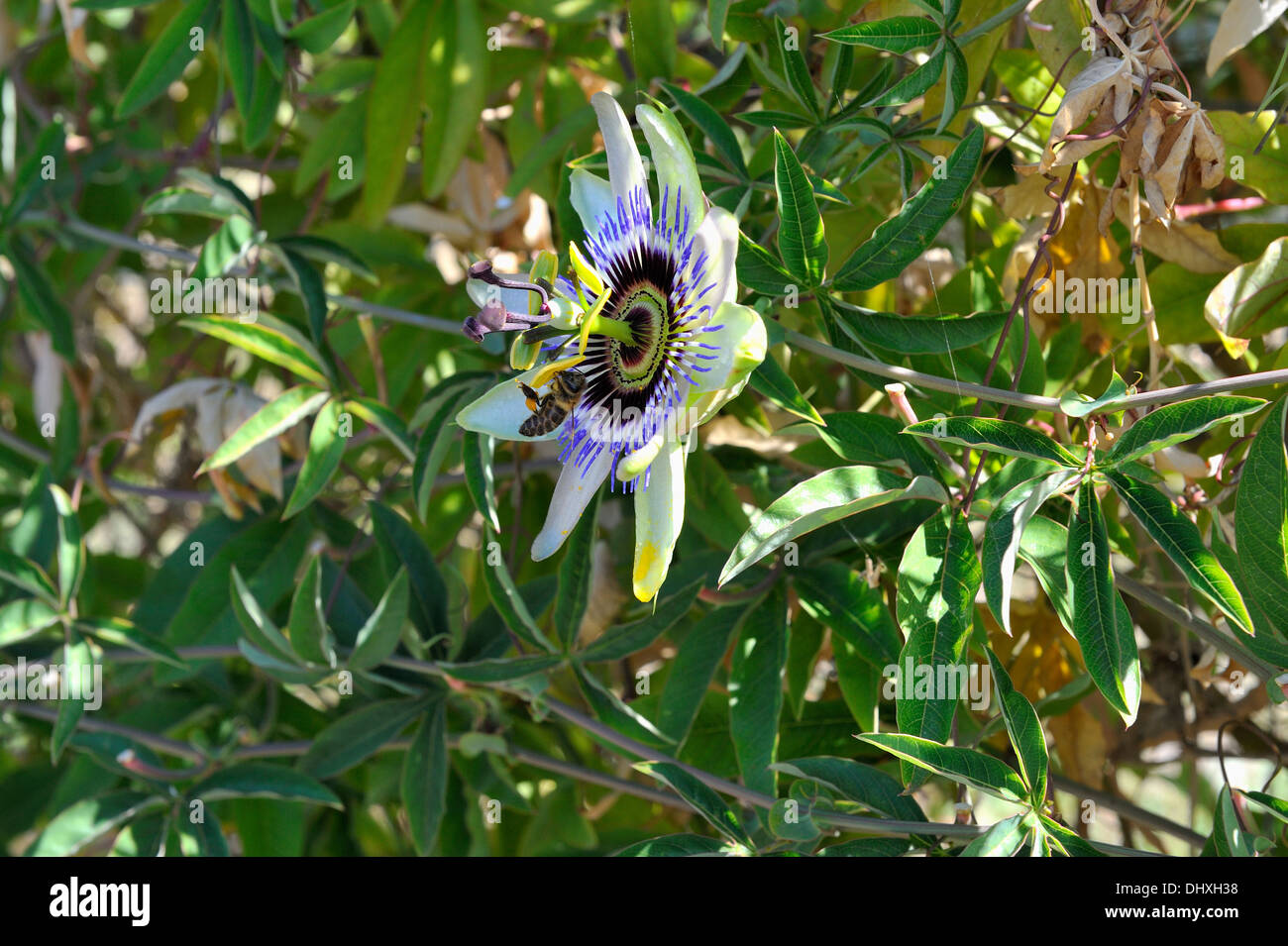 Fiore della passione (Passiflora sp.), Halkidiki, Grecia 130918 31640 Foto Stock