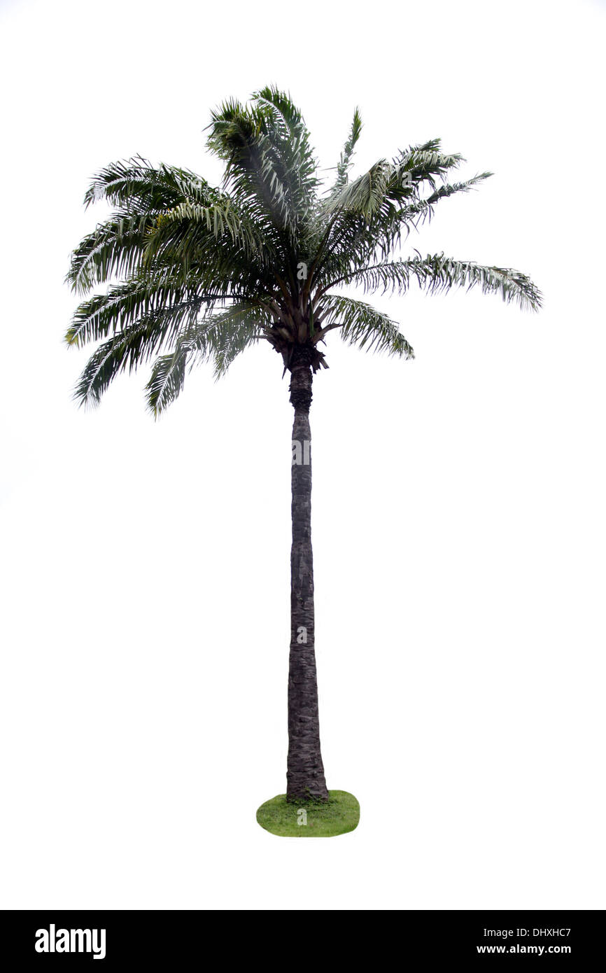 Foto palme su uno sfondo bianco. Foto Stock