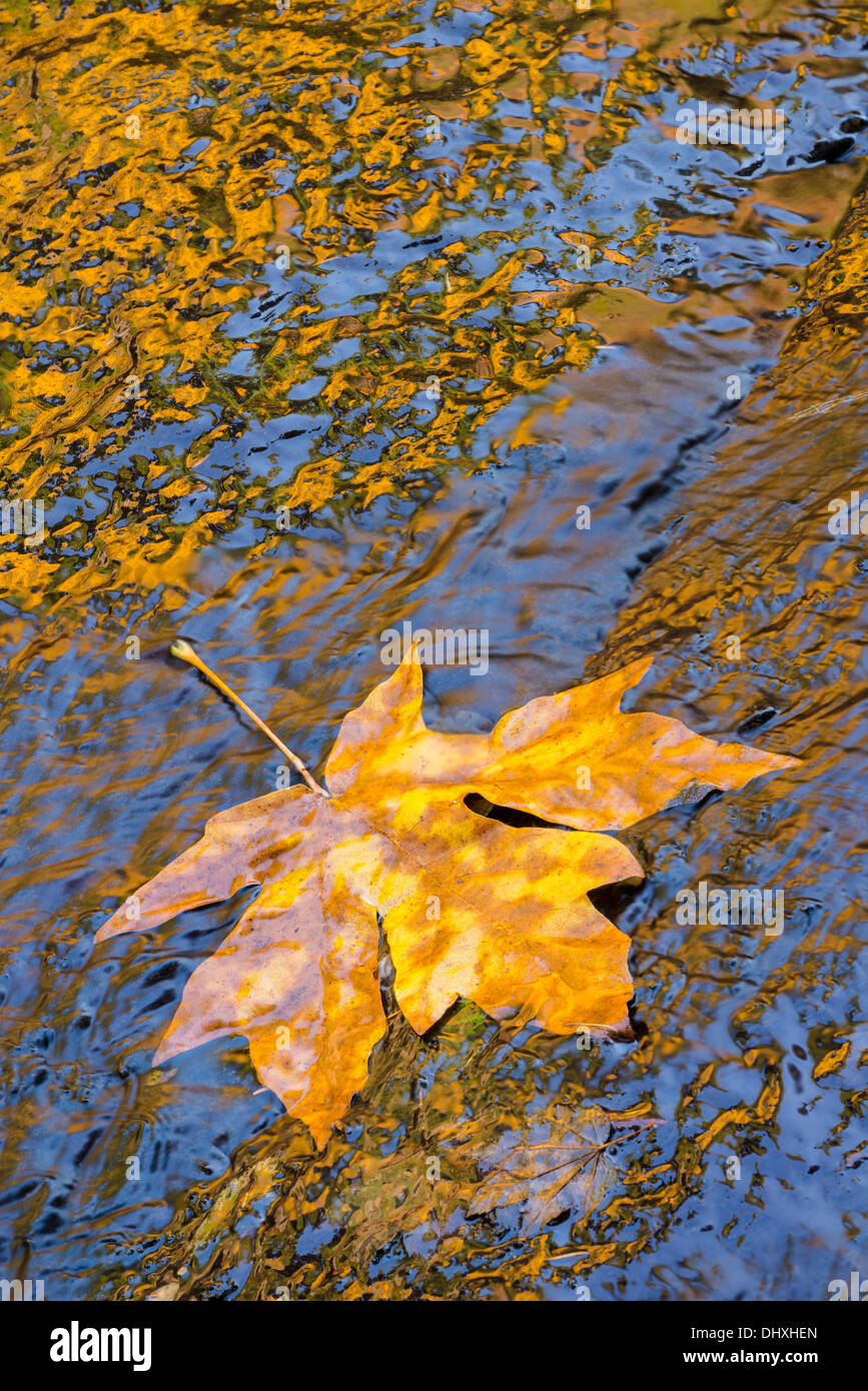 Bigleaf maple leaf al fiume Alsea; Alsea Falls Area ricreativa, Costiera montagne, Oregon. Foto Stock