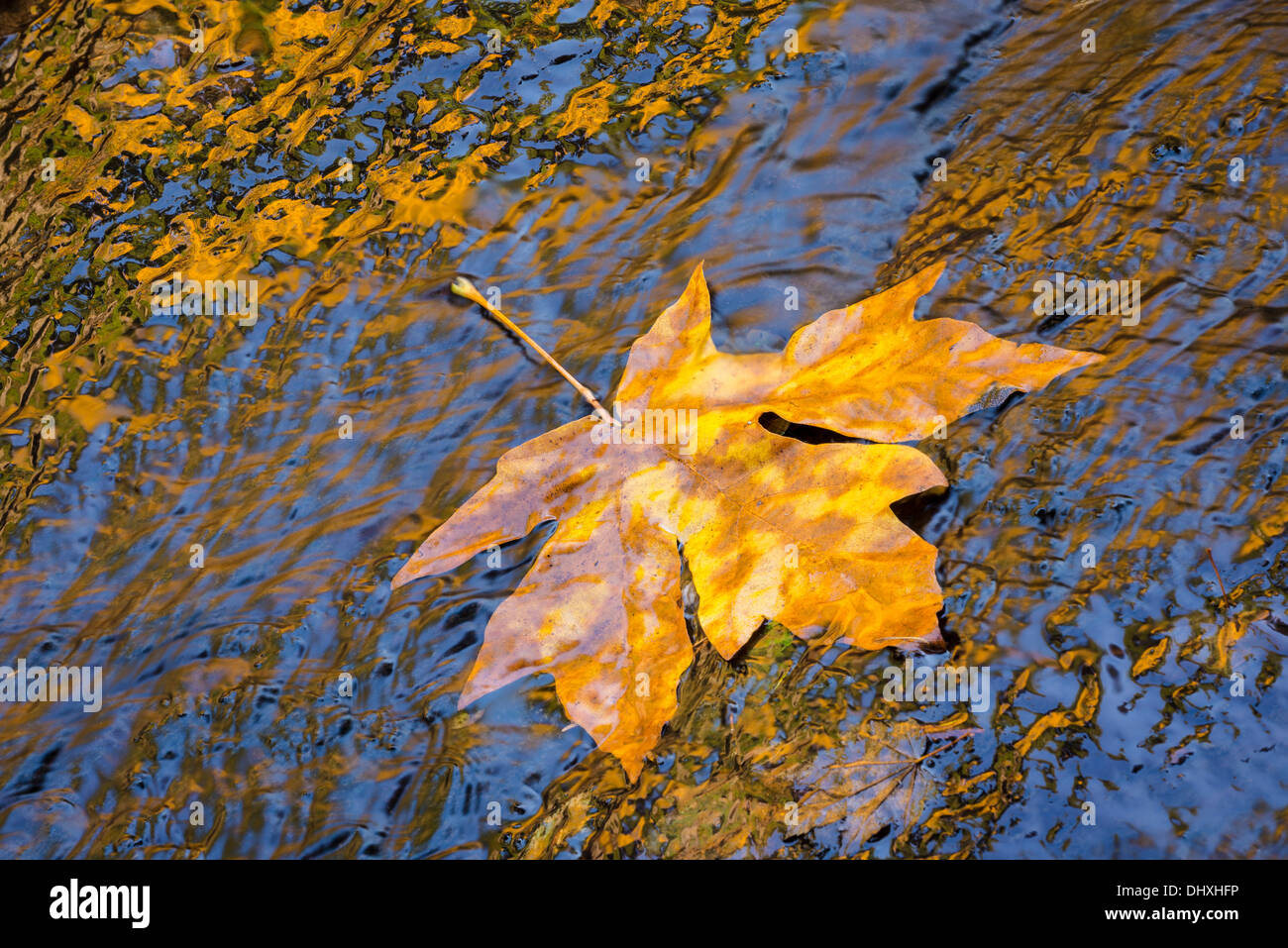 Bigleaf maple leaf a sud Forcella Alsea River, Costiera montagne, Oregon. Foto Stock