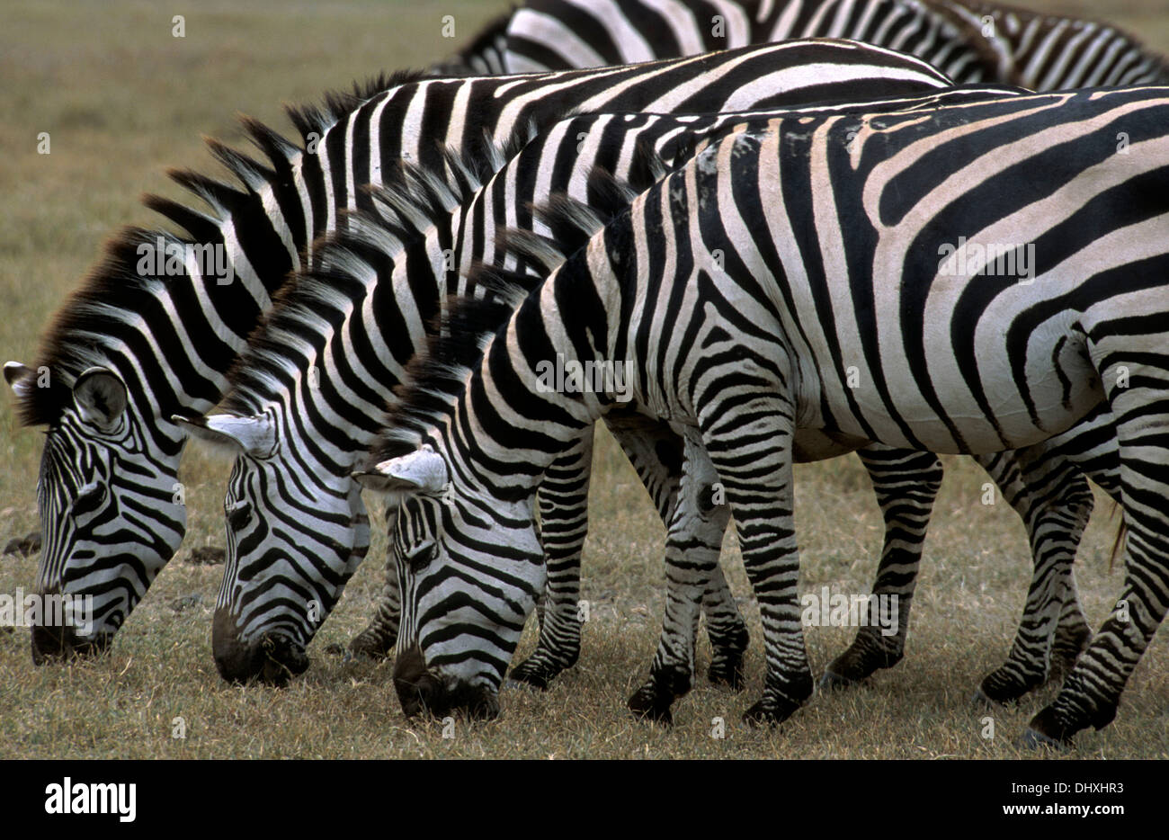 Tre zebre (Equus quagga) pascolare nel cratere di Ngorongoro, Tanzania Africa Foto Stock