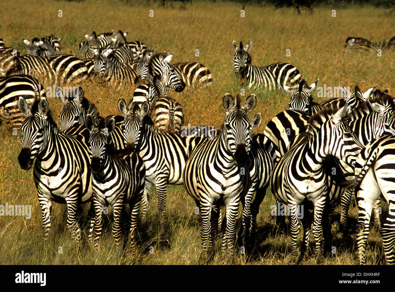 Le pianure zebra allevamento nel Parco Nazionale del Serengeti, Tanzania Africa Foto Stock