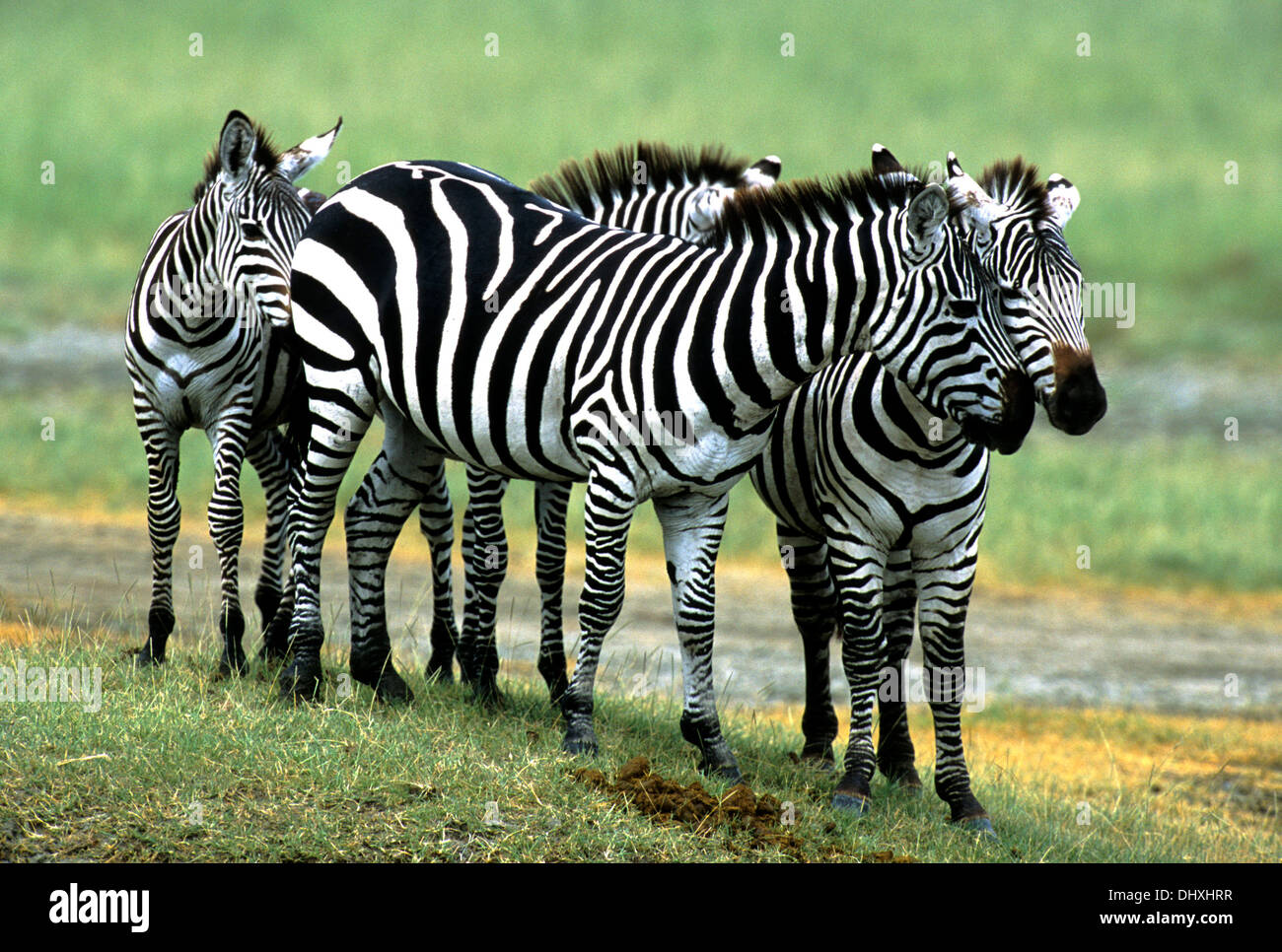 Le pianure zebra allevamento nel cratere di Ngorongoro, Tanzania Africa Foto Stock