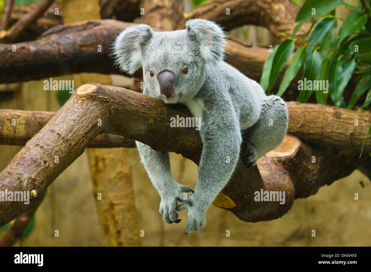 Koala (Phascolarctos cinereus) Foto Stock