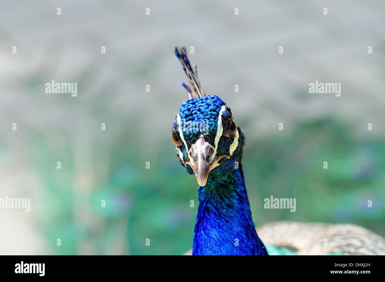 Blu pavone bellezza Foto Stock