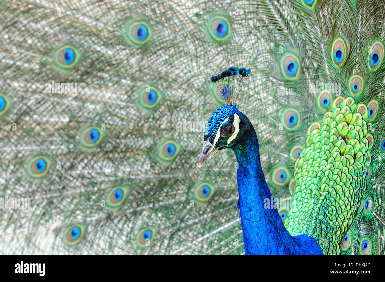 Blu pavone bellezza Foto Stock