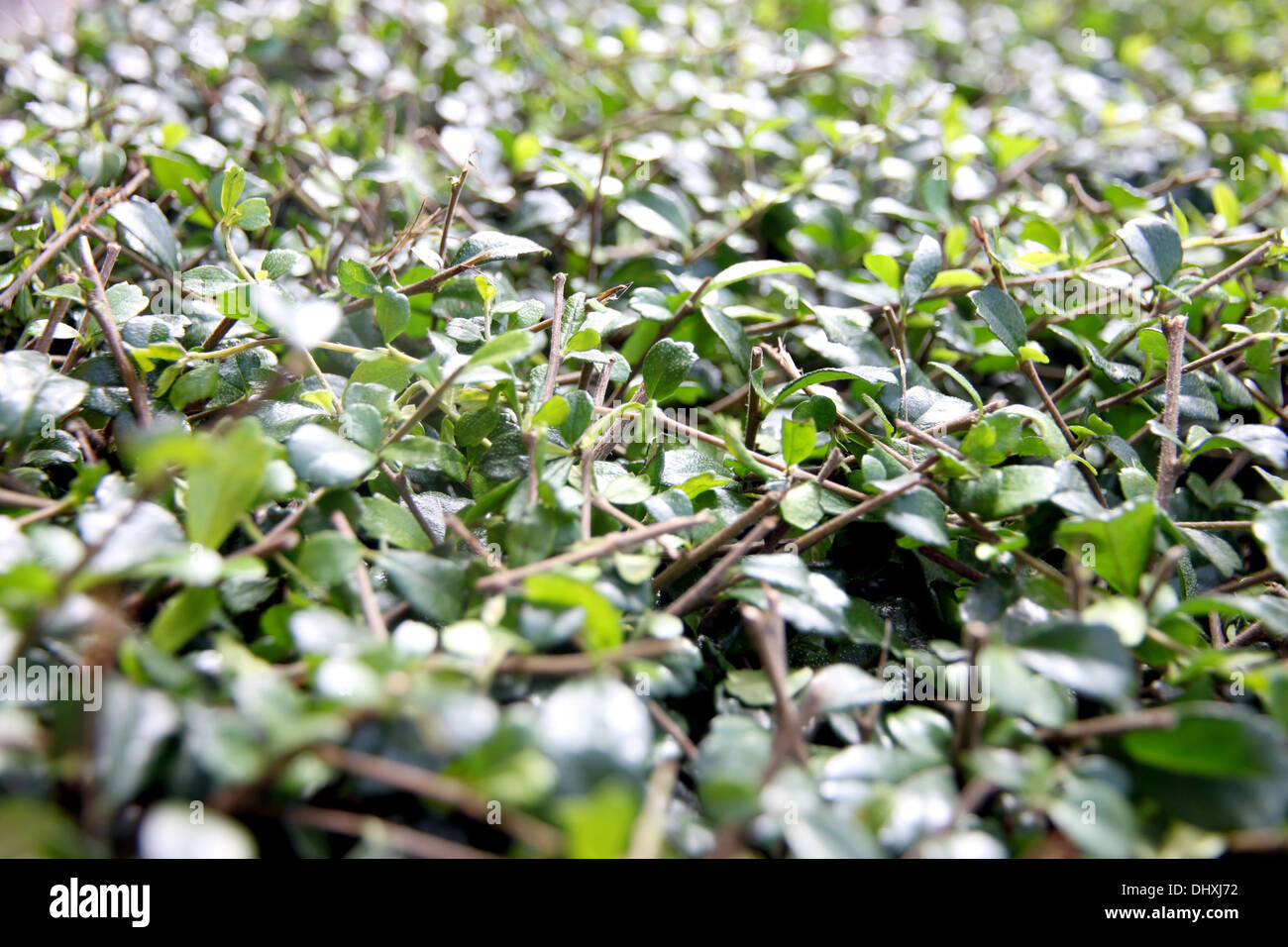 Immagine foglie verde nel cortile. Foto Stock