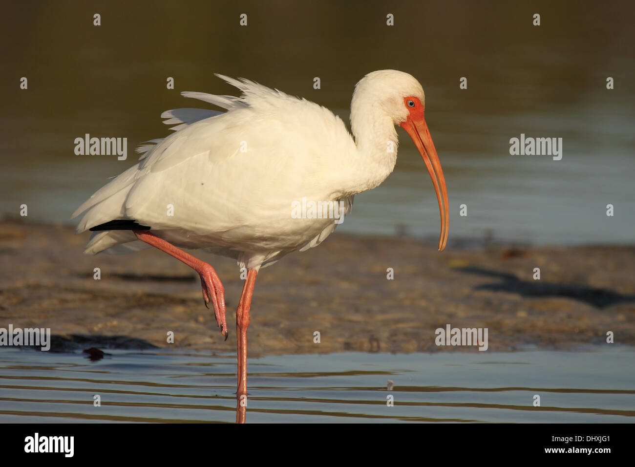 Un bianco Ibis la caccia su una gamba. Foto Stock