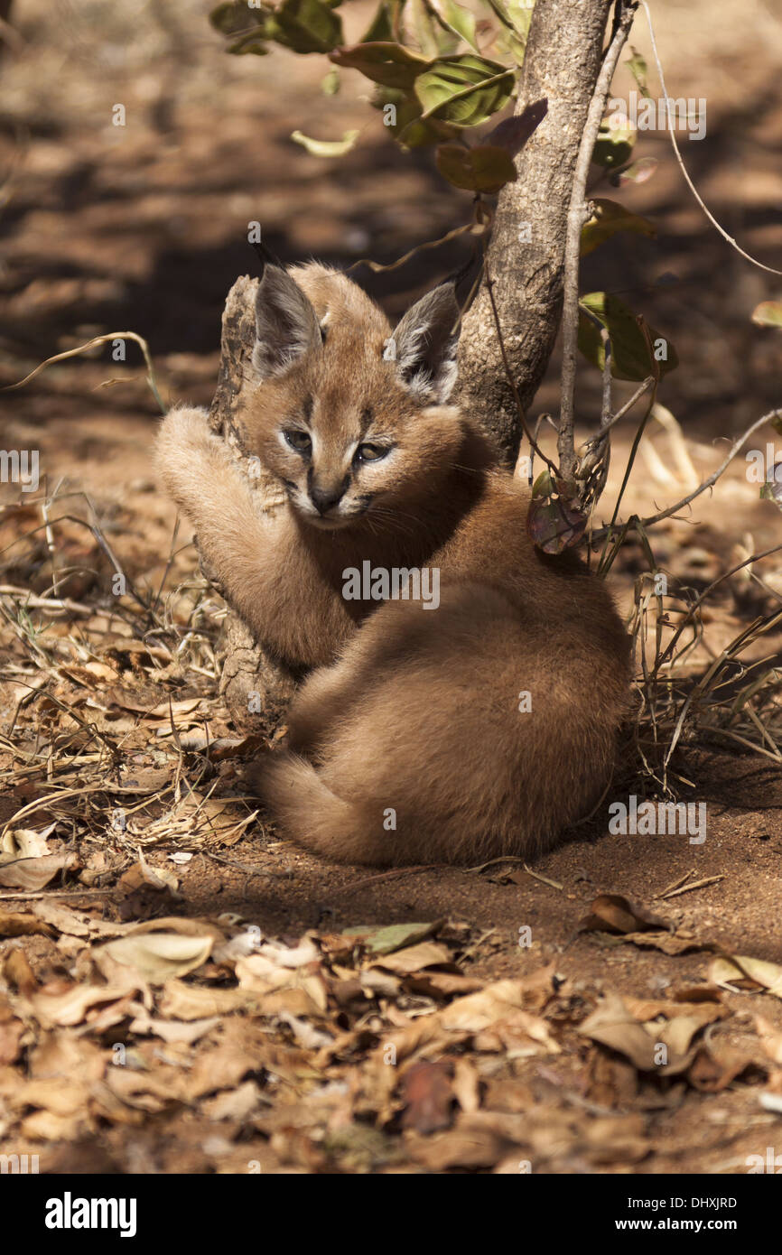 Caracal Foto Stock