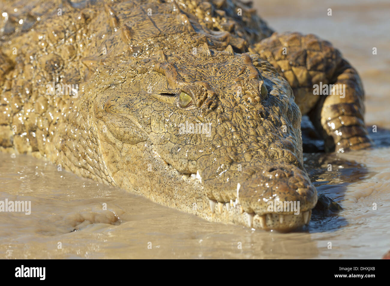 Crocodile (Crocodilia) Foto Stock