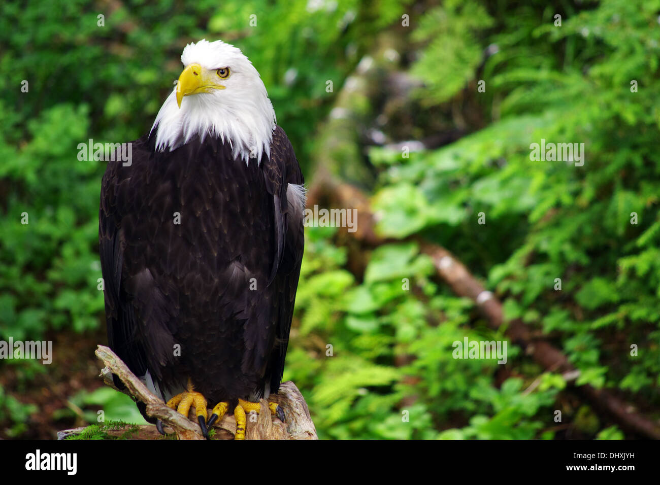 grassetto eagle Foto Stock