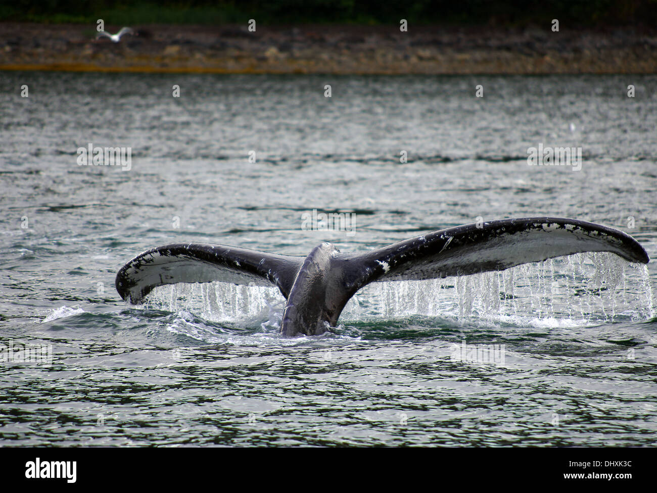 Immersioni subacquee Humpback Whale Foto Stock