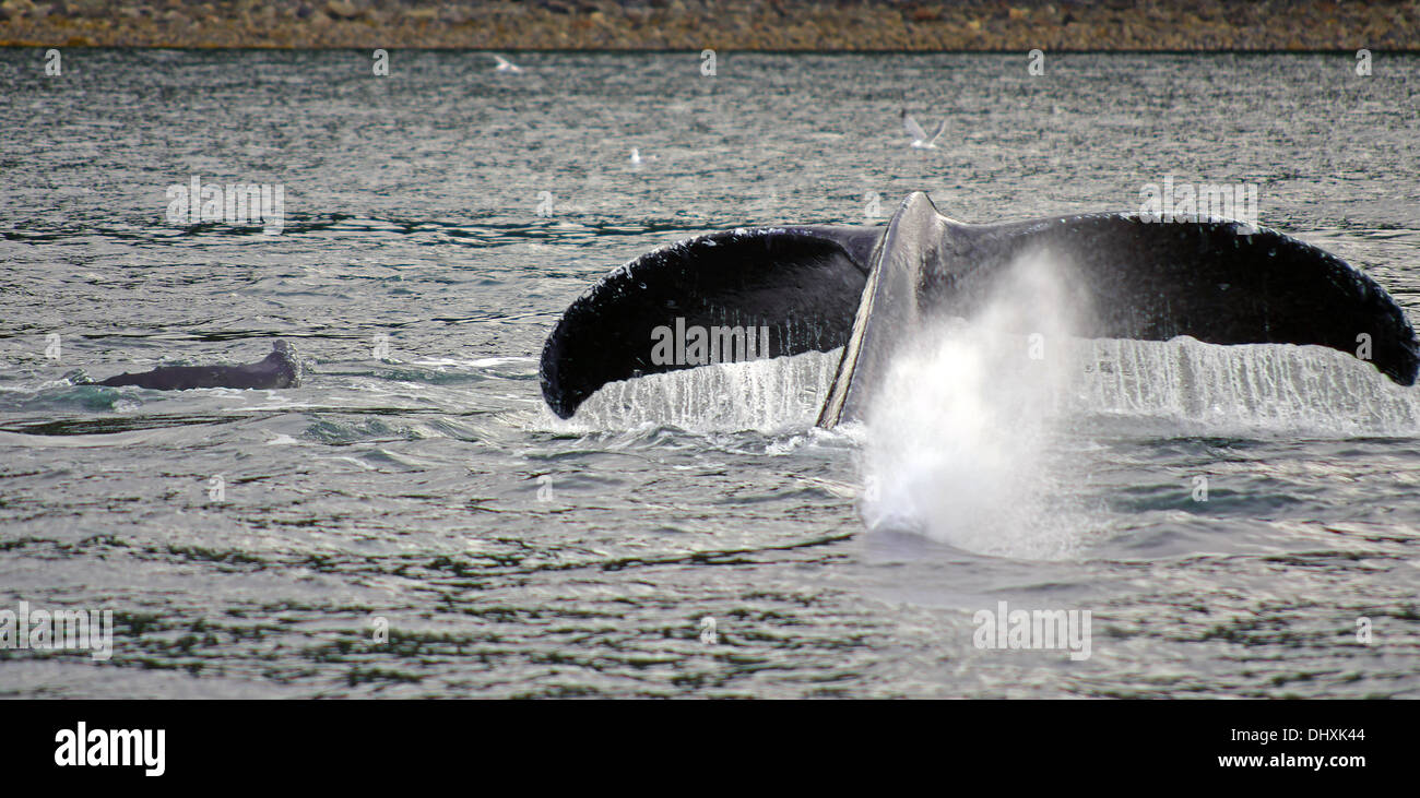 Immersioni subacquee Humpback Whale Foto Stock