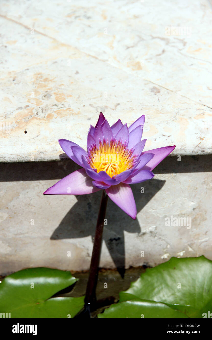 Primo piano immagine viola lotus nello stagno. Foto Stock