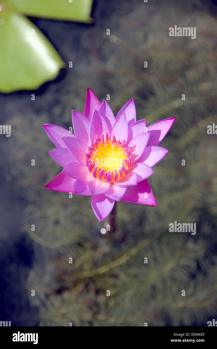 Primo piano immagine viola lotus e foglia verde nello stagno. Foto Stock