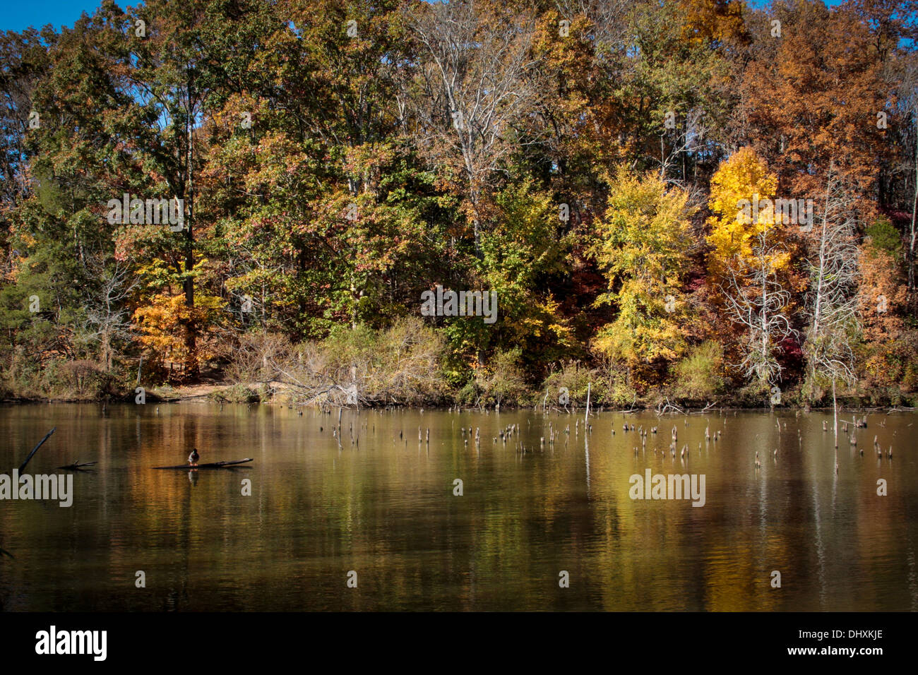 Foglie di autunno si riflette nel lago Foto Stock