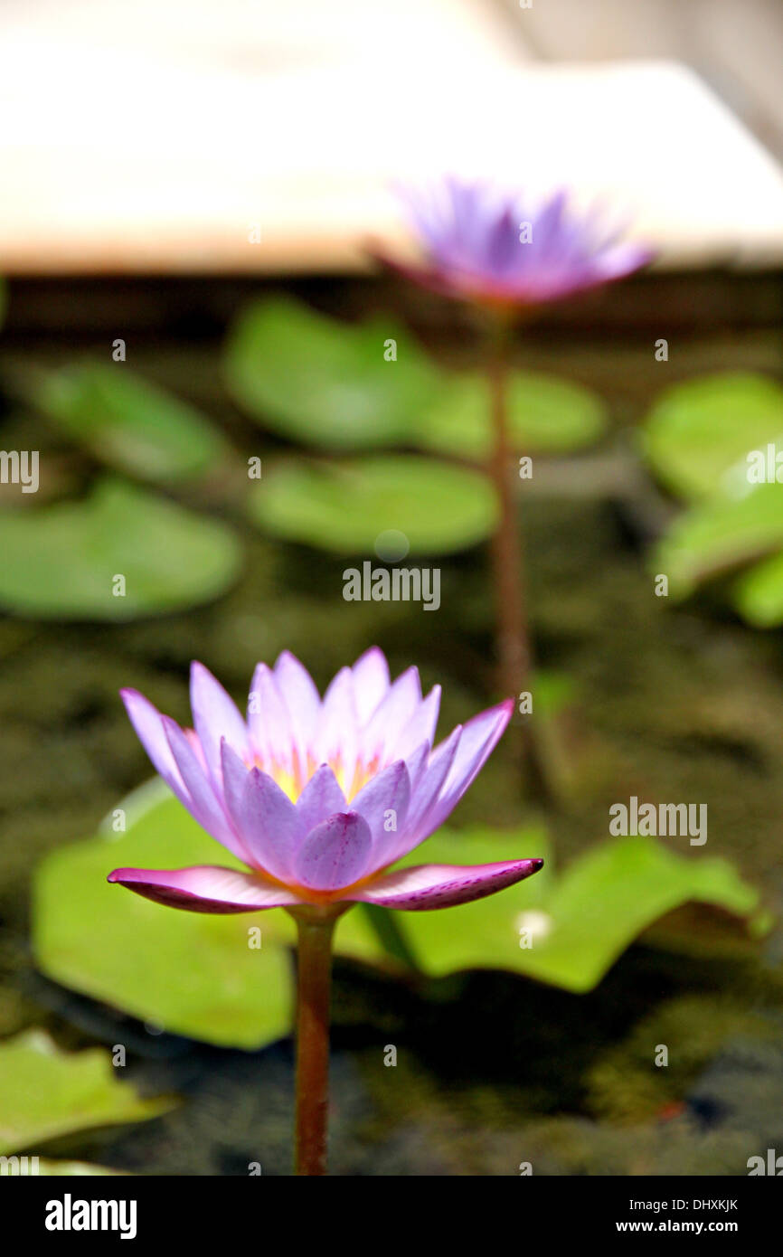 Primo piano immagine viola lotus nello stagno. Foto Stock