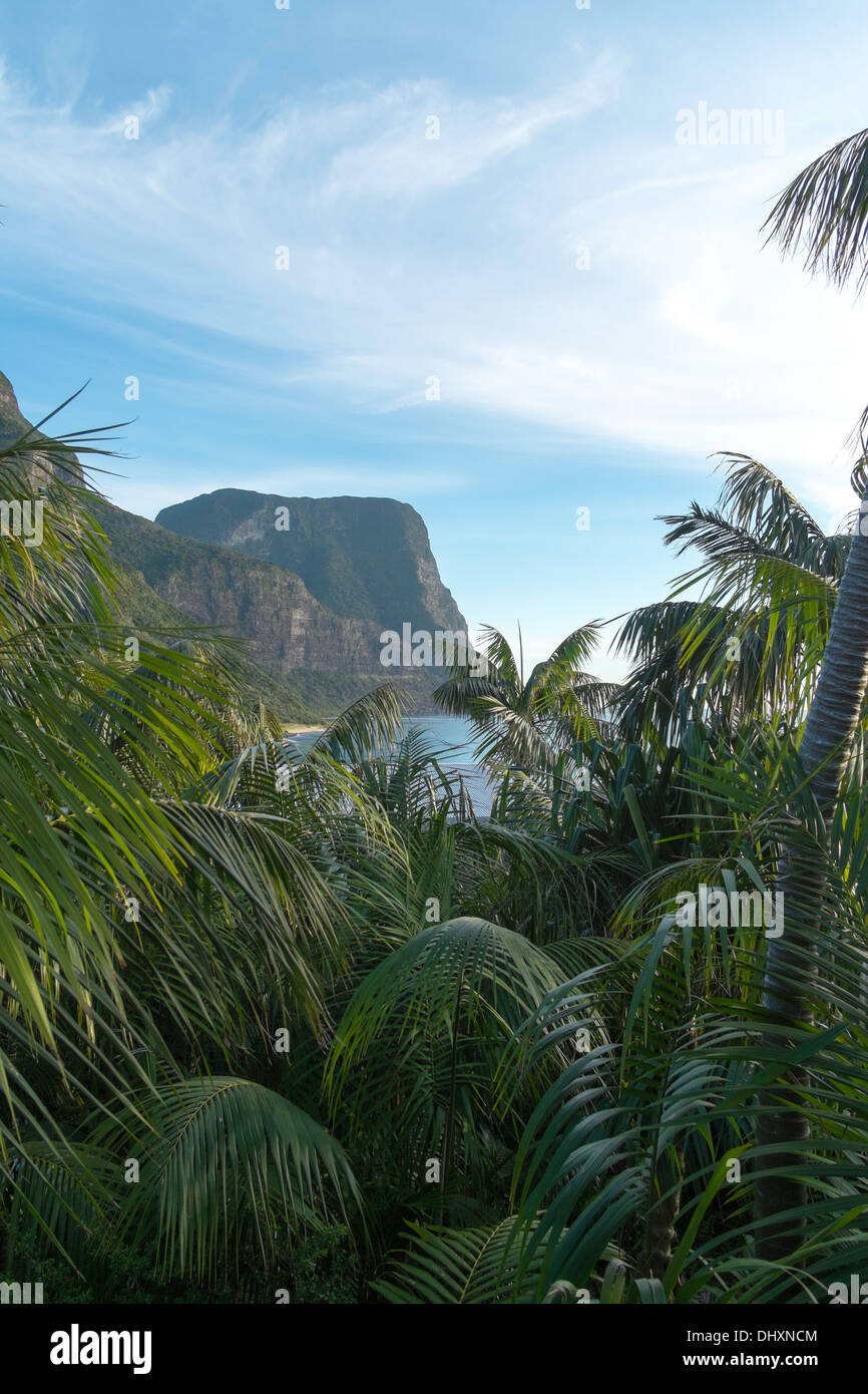 Vista attraverso gli alberi di palme per montare Gower a Isola di Lord Howe, Australia Foto Stock
