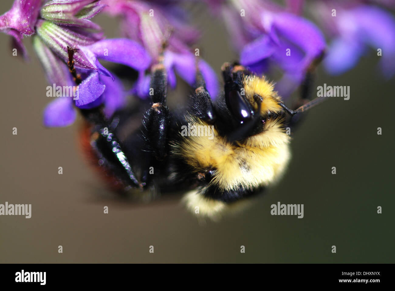 Red Bumble Bee sul fiore viola Foto Stock