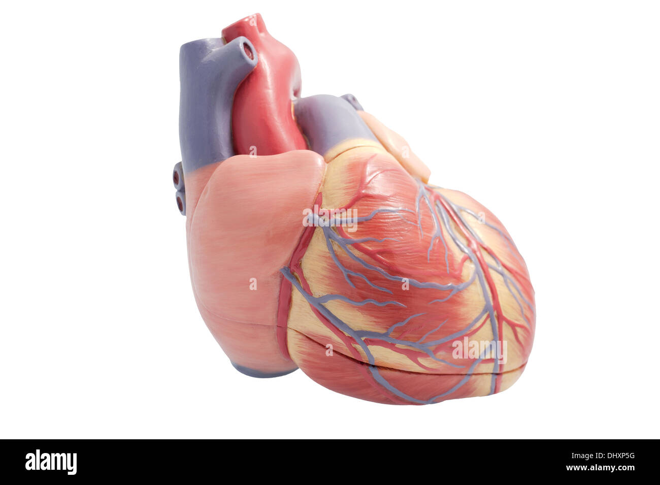 Modello artificiale di un cuore umano. Il ventricolo destro verso la telecamera. Foto Stock